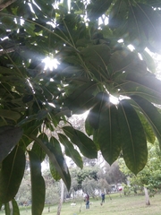 Heptapleurum actinophyllum