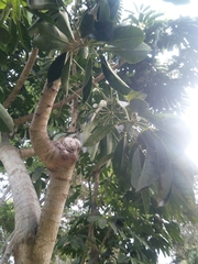 Heptapleurum actinophyllum