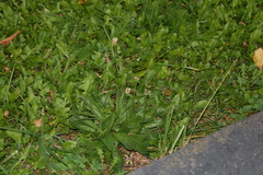 Plantago lanceolata