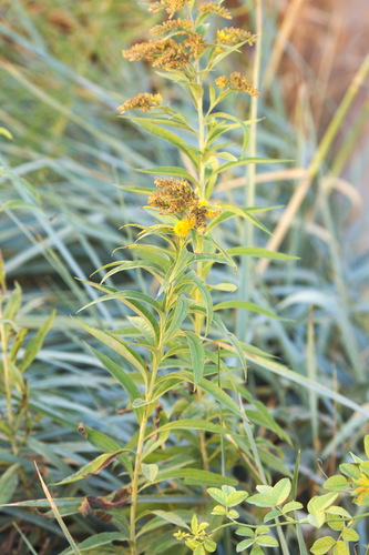Solidago gigantea
