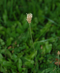 Plantago lanceolata