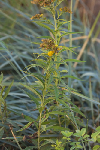 Solidago gigantea
