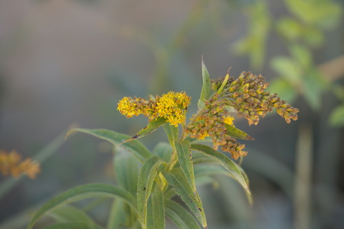 Solidago gigantea