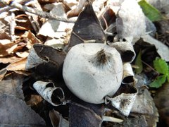 Geastrum floriforme