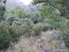 Rumex papillaris