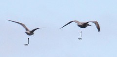 Larus fuscus