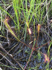 Drosera linearis