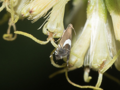 Glyphipterigidae