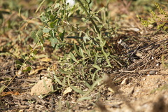 Centaurea scabiosa adpressa