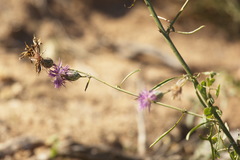Centaurea scabiosa adpressa
