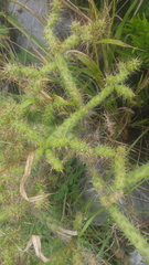 Opuntia pumila
