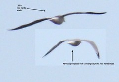 Larus fuscus