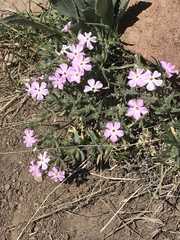 Phlox stansburyi