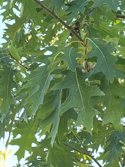 Quercus rubra