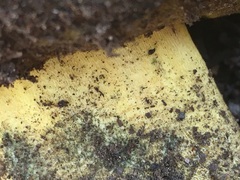 Butyriboletus primiregius