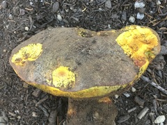Butyriboletus primiregius