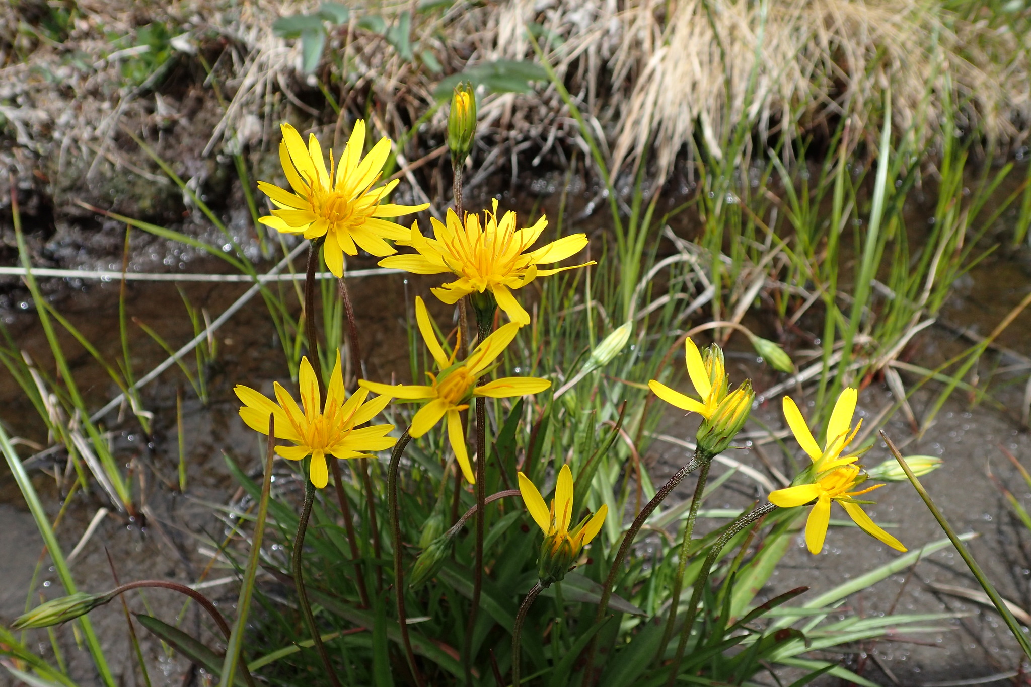 Microseris borealis