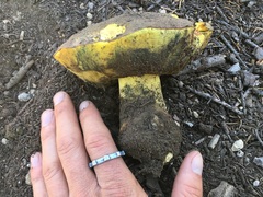 Butyriboletus primiregius