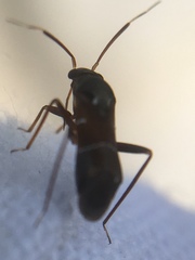 Pilophorus perplexus