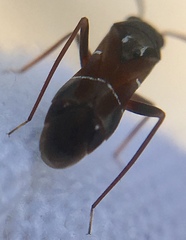 Pilophorus perplexus