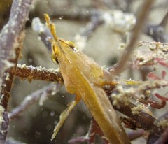 Cristiceps aurantiacus