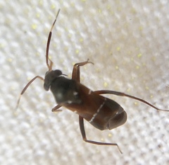 Pilophorus perplexus