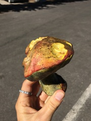 Butyriboletus primiregius