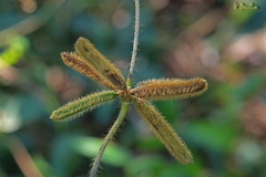 Calopogonium mucunoides