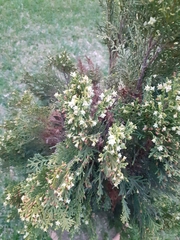 Platycladus orientalis