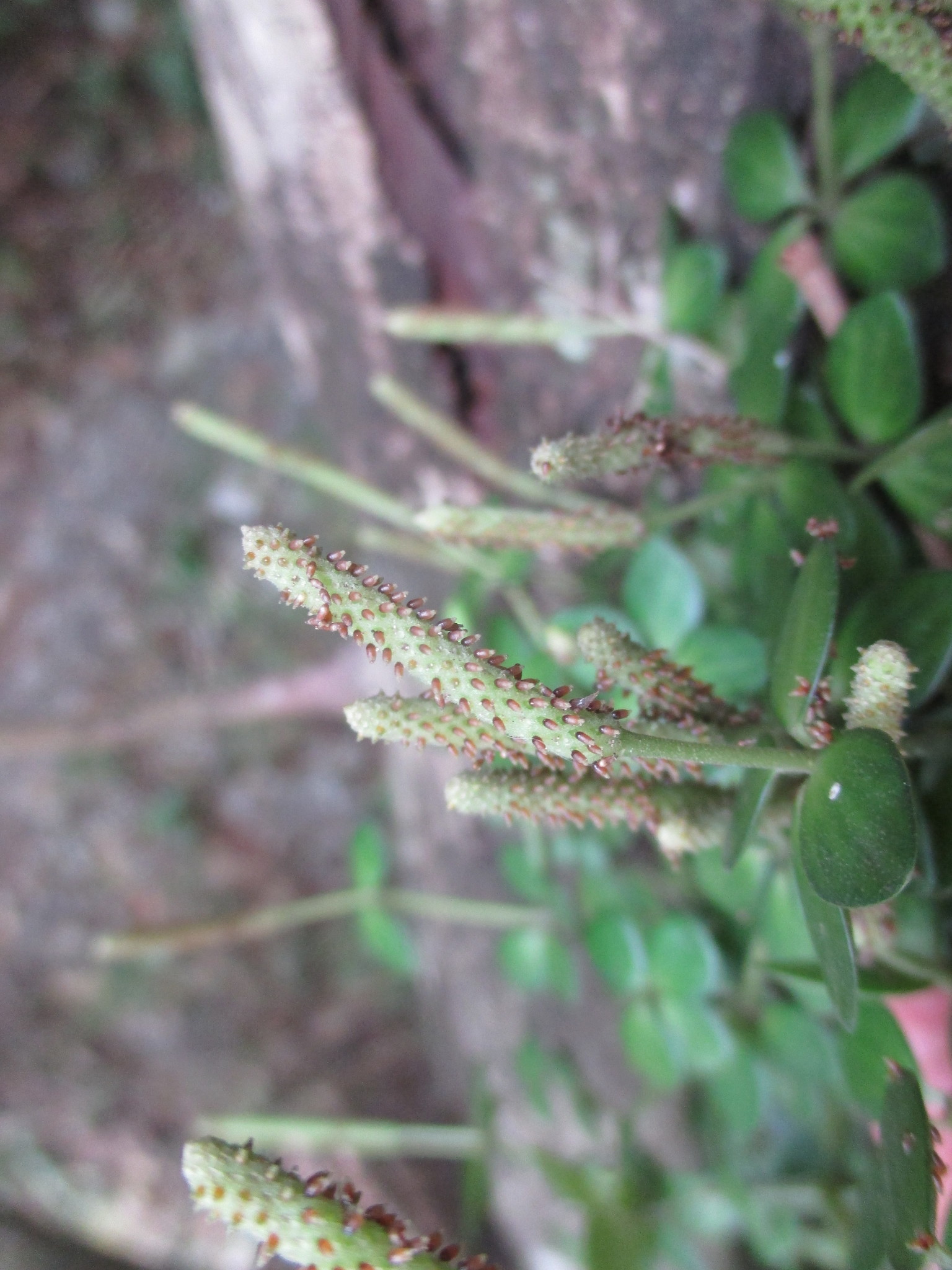 Peperomia tetraphylla image