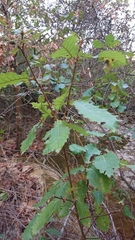 Quercus canariensis