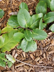 Bergenia