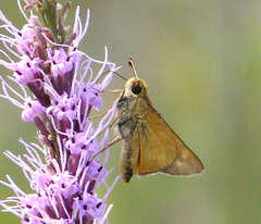Hesperia meskei straton