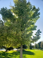 Liquidambar styraciflua