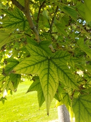 Liquidambar styraciflua