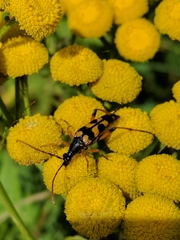 Strangalia attenuata