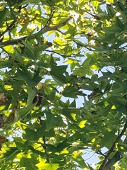 Liquidambar styraciflua