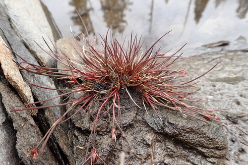 Juncus stygius iNat (1)
