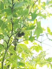 Liquidambar styraciflua