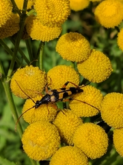 Strangalia attenuata