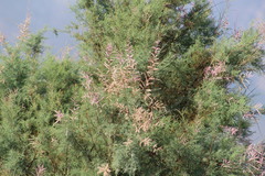 Tamarix
