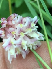 Trifolium productum
