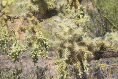Cylindropuntia fulgida
