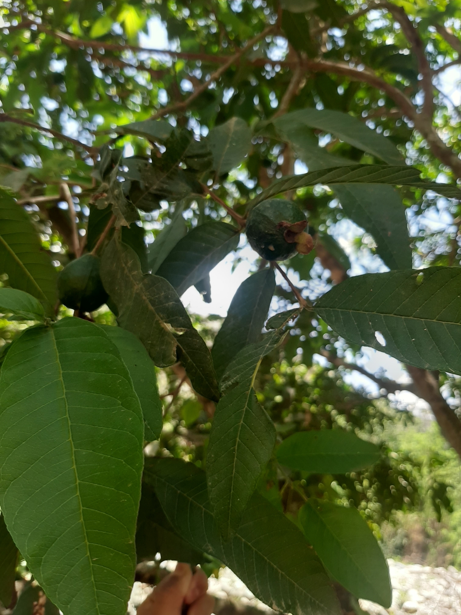 Psidium guajava image