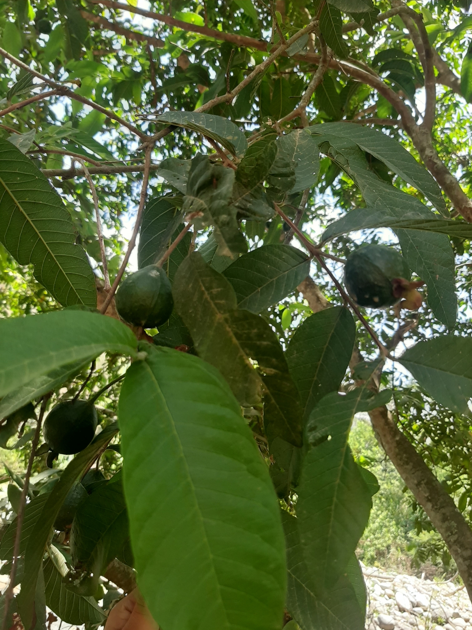 Psidium guajava image