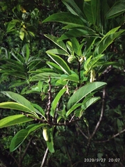 Annona squamosa