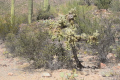Cylindropuntia fulgida