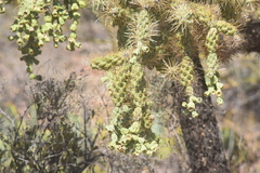Cylindropuntia fulgida
