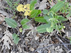 Rumex papillaris