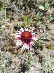 Gaillardia mexicana
